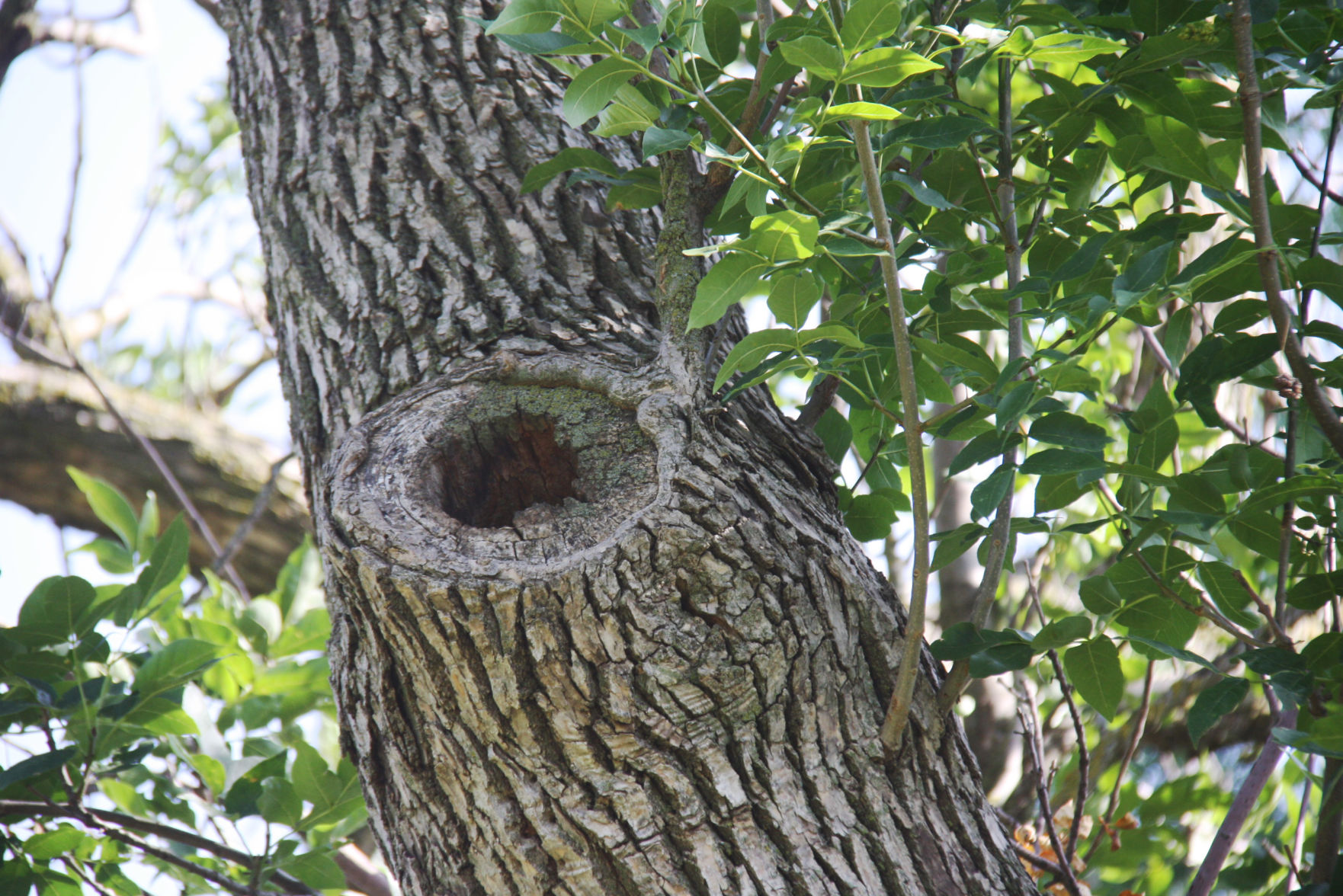 p07-08-20MSCashtrees2.jpg